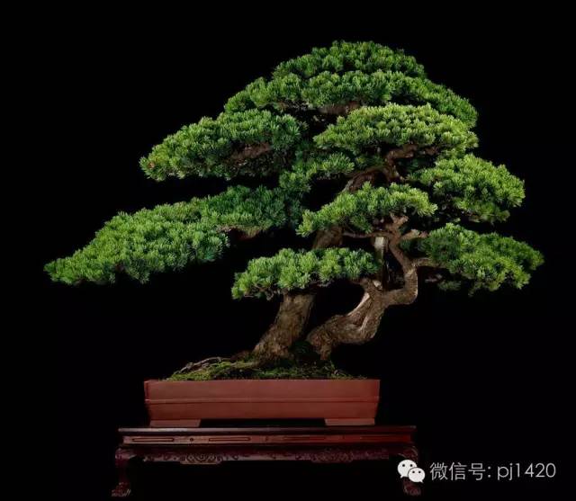 優秀盆景作品應具備這幾個條件 