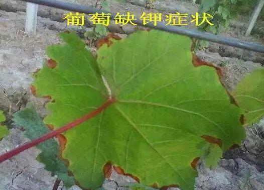 玉米、黃瓜、葡萄葉子邊緣變焦枯？不怕，送你防治方法！