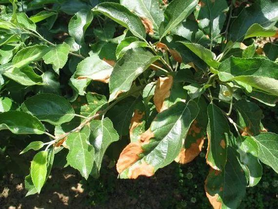 玉米、黃瓜、葡萄葉子邊緣變焦枯？不怕，送你防治方法！