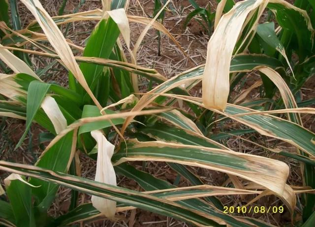 玉米、黃瓜、葡萄葉子邊緣變焦枯？不怕，送你防治方法！