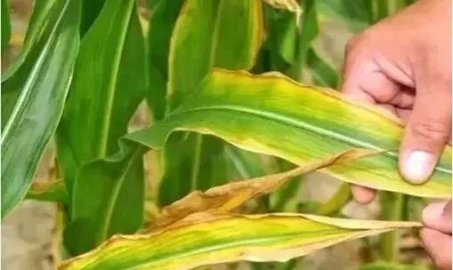 玉米、黃瓜、葡萄葉子邊緣變焦枯？不怕，送你防治方法！