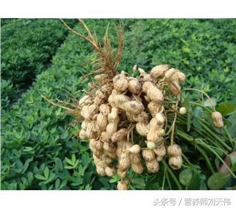 它是延年益壽的「長生果」，可惜知道的人太少了