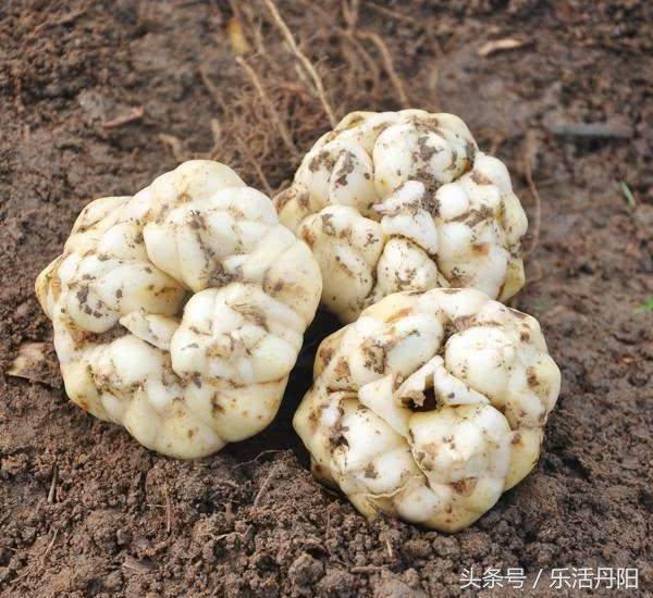 肝病最怕的6種「鹼性食物」，堅持每天吃，肝臟一天比一天好