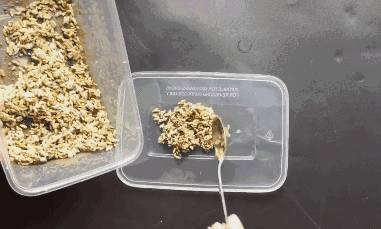 用藥滅不光老鼠蟑螂？教你一個美國秘方，只需半碗米，幫你把家裡的老鼠蟑螂全滅了！