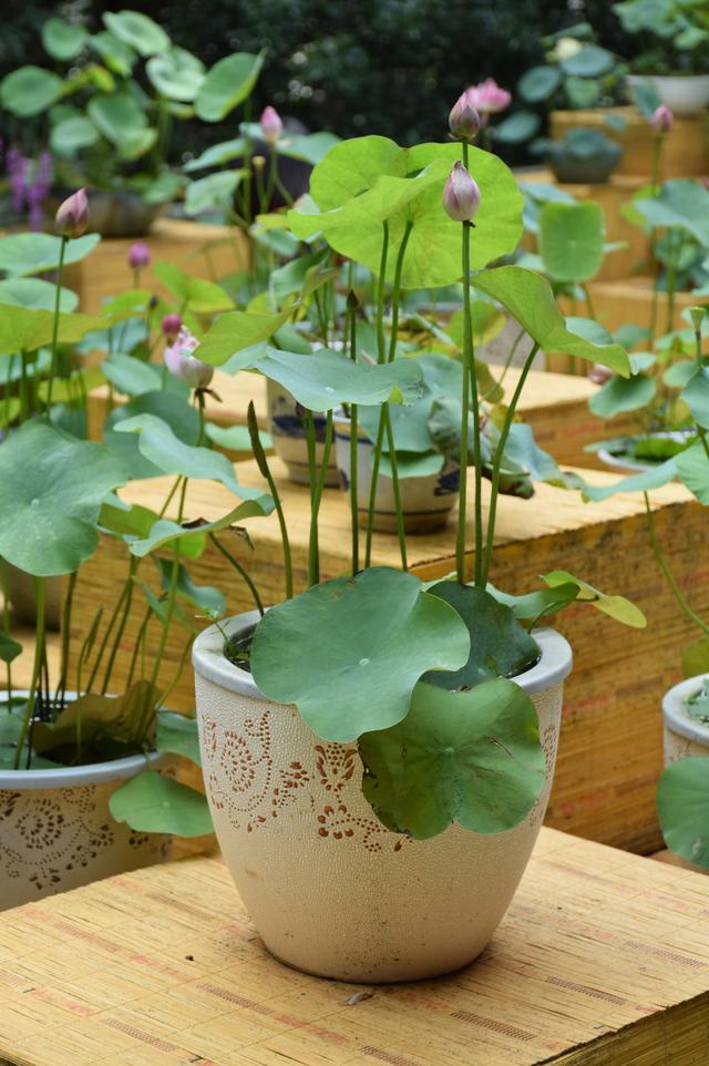種碗蓮怎樣防蚊子？種植碗蓮應該怎麼養防蚊子呢。