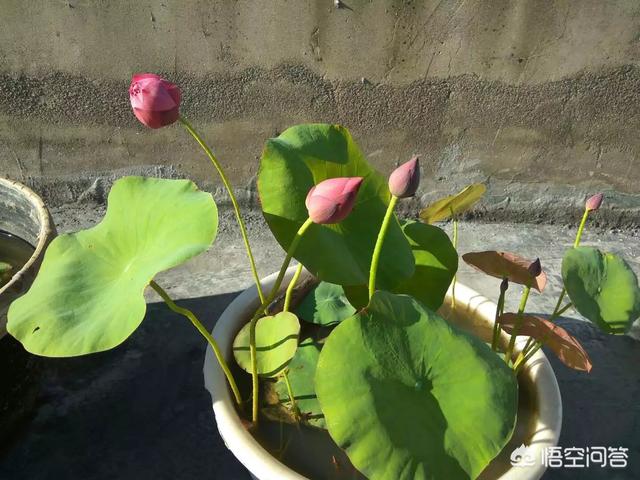 種碗蓮怎樣防蚊子？種植碗蓮應該怎麼養防蚊子呢。