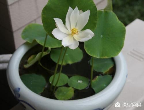 種碗蓮怎樣防蚊子？種植碗蓮應該怎麼養防蚊子呢。