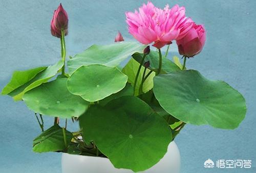 種碗蓮怎樣防蚊子？種植碗蓮應該怎麼養防蚊子呢。