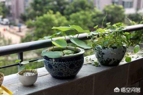 種碗蓮怎樣防蚊子？種植碗蓮應該怎麼養防蚊子呢。
