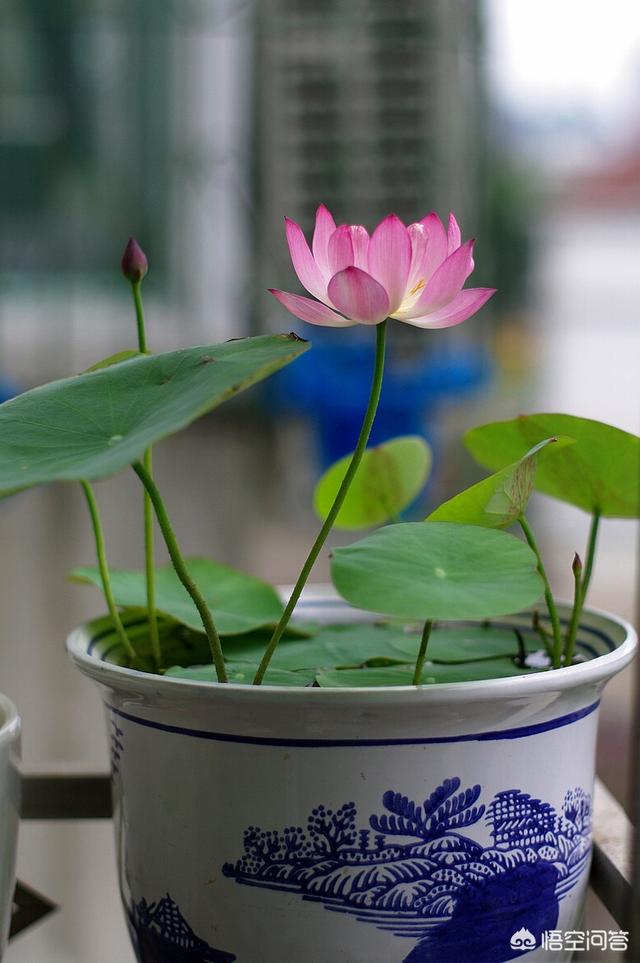 種碗蓮怎樣防蚊子？種植碗蓮應該怎麼養防蚊子呢。