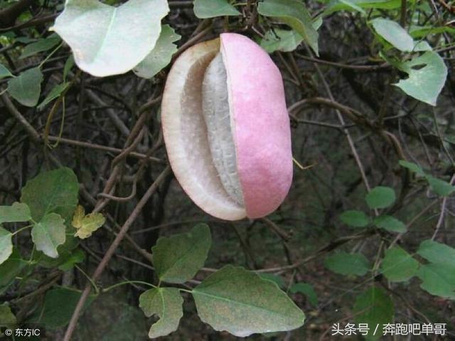 農村孩子給城市舅媽摘的野果子，舅媽見到失聲大叫，一家子笑滾了