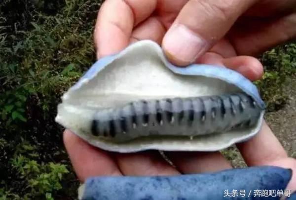 農村孩子給城市舅媽摘的野果子，舅媽見到失聲大叫，一家子笑滾了