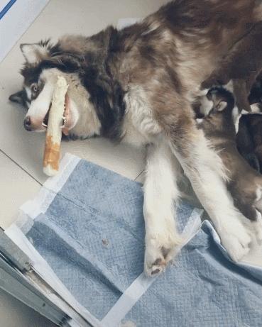 這造的啥孽？生這麼多！死鬼都怪你