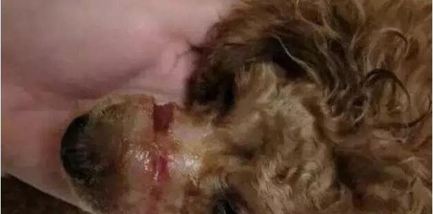 狗狗咬壞主人的包包，被綁住嘴巴扔進垃圾箱