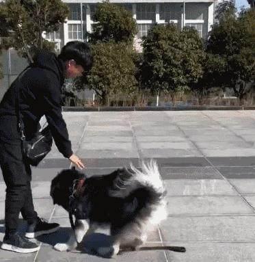 阿拉斯加為幫主人脫單，竟故意將小姐姐撞倒，網友：真令人羨慕