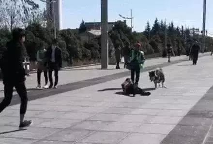阿拉斯加為幫主人脫單，竟故意將小姐姐撞倒，網友：真令人羨慕