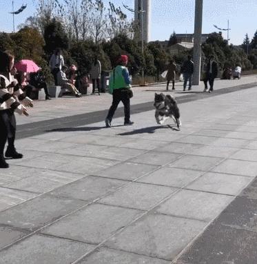 阿拉斯加為幫主人脫單，竟故意將小姐姐撞倒，網友：真令人羨慕