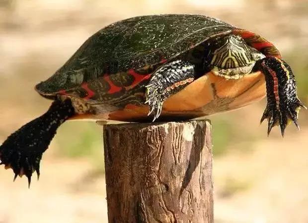 一組讓你哈哈大笑的動物圖片，論搞笑它們可是專業的