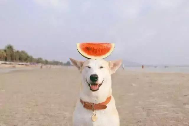 一組讓你哈哈大笑的動物圖片，論搞笑它們可是專業的