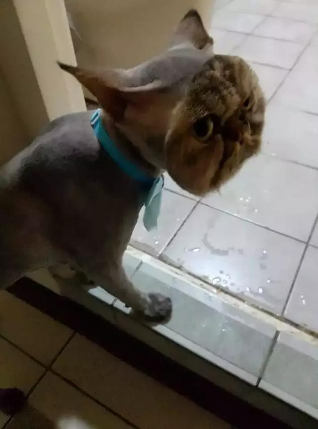 一組讓你哈哈大笑的動物圖片，論搞笑它們可是專業的
