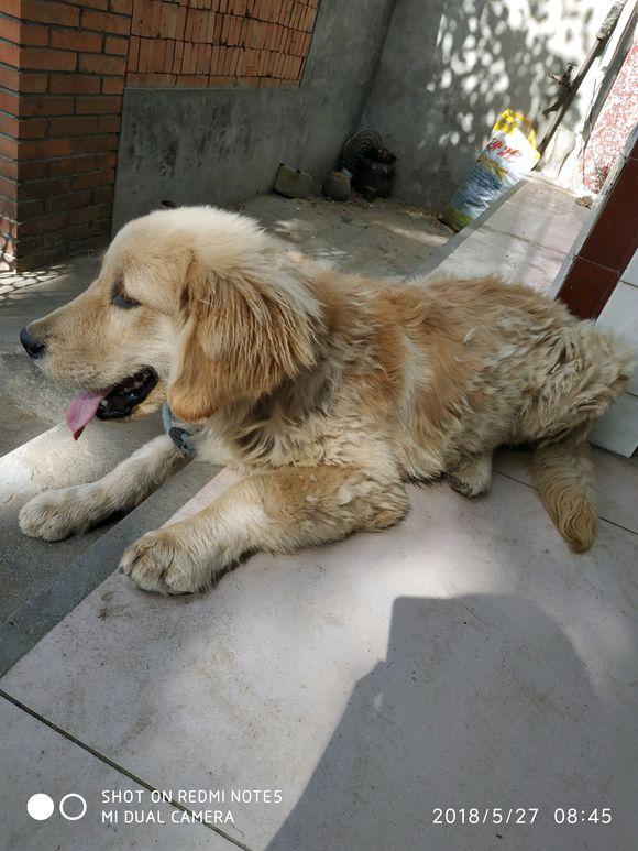 撿回得了犬瘟被丟棄的金毛，治癒後回家途中，卻撿到把奔馳車鑰匙