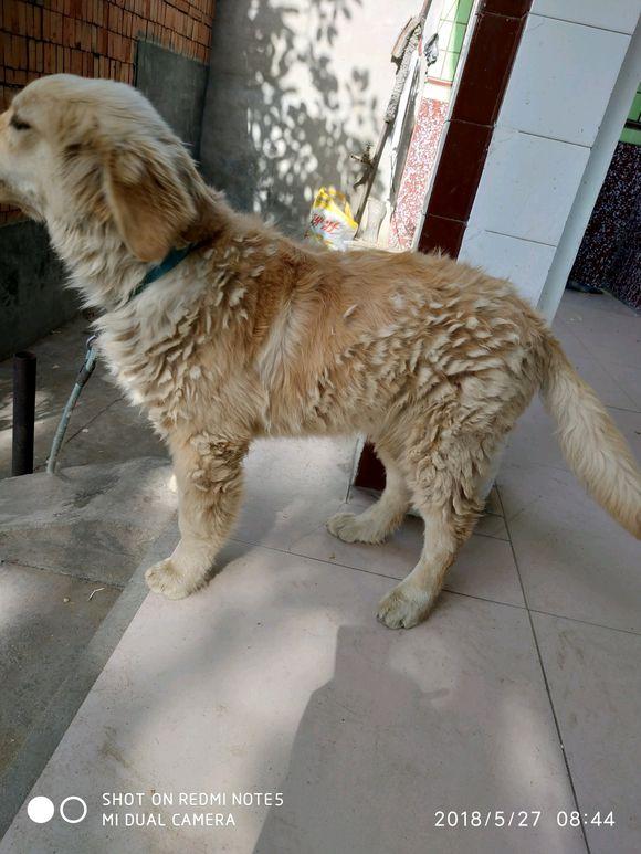 撿回得了犬瘟被丟棄的金毛，治癒後回家途中，卻撿到把奔馳車鑰匙