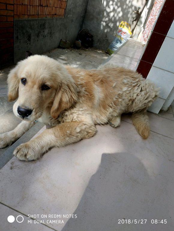撿回得了犬瘟被丟棄的金毛，治癒後回家途中，卻撿到把奔馳車鑰匙