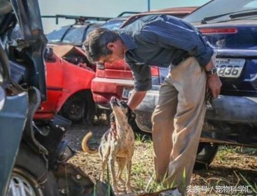 流浪狗一直守護即將被銷毀的汽車10個月，員警靠近一看熱淚盈眶 