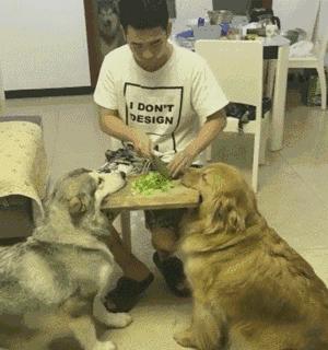 養狗千日，用狗一時，關鍵時刻金毛和阿拉斯加竟起到這個作用
