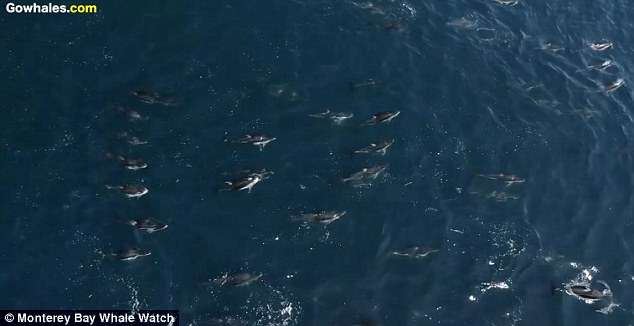 海洋奇景！　空拍機拍到「1500隻海豚與鯨魚共游」超震撼