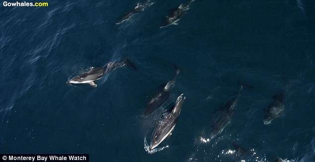 海洋奇景！　空拍機拍到「1500隻海豚與鯨魚共游」超震撼