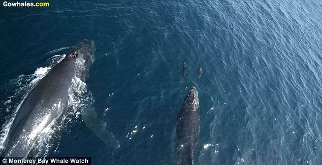 海洋奇景！　空拍機拍到「1500隻海豚與鯨魚共游」超震撼