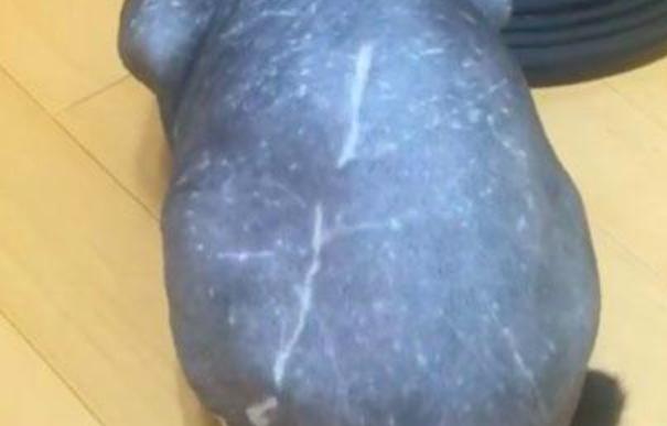 朋友客廳發現一塊青石頭，走近一看，才看見是剪了毛的貓