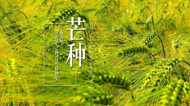 芒種後，常喝三碗湯水，祛濕消暑，健康一夏！