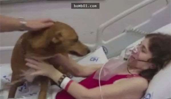 癌末病人希望在咽下最後一口氣前能再跟愛犬見一次面，當愛犬來到她面前時…所有人都哭翻了！ - COCO01