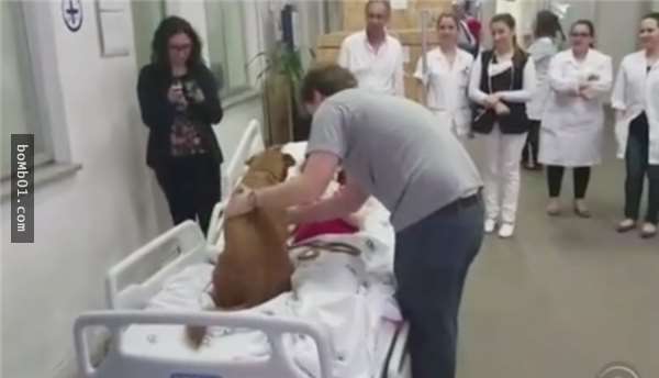 癌末病人希望在咽下最後一口氣前能再跟愛犬見一次面，當愛犬來到她面前時…所有人都哭翻了！ - COCO01