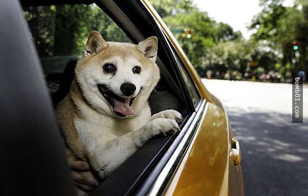 這隻就是全世界最愛笑的柴犬，但是笑容背後卻讓人只能心酸地獻上祝福。 。。。