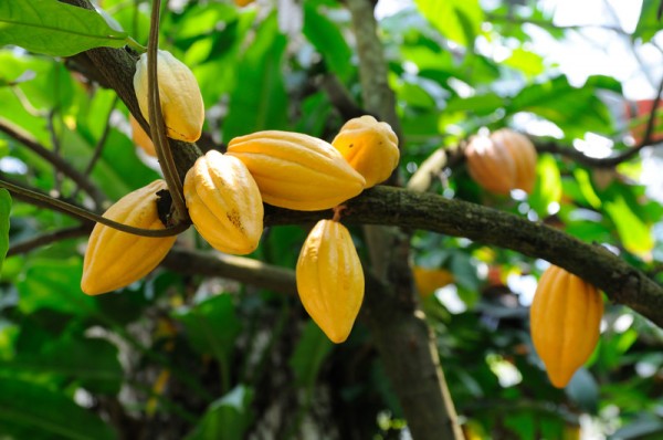 Bean to Bar 重新想像巧克力的旅程