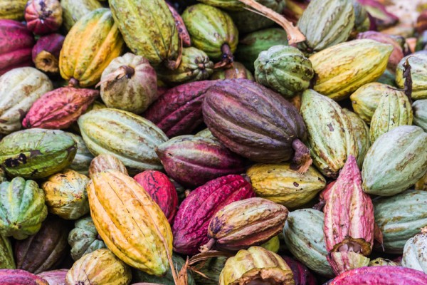 Bean to Bar 重新想像巧克力的旅程