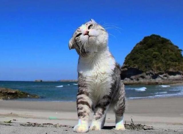 貓咪長著一張包子臉，愛好游泳旅遊，日常瀟灑程度讓上班族汗顏！