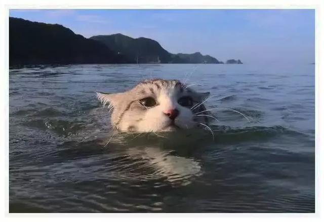 貓咪長著一張包子臉，愛好游泳旅遊，日常瀟灑程度讓上班族汗顏！