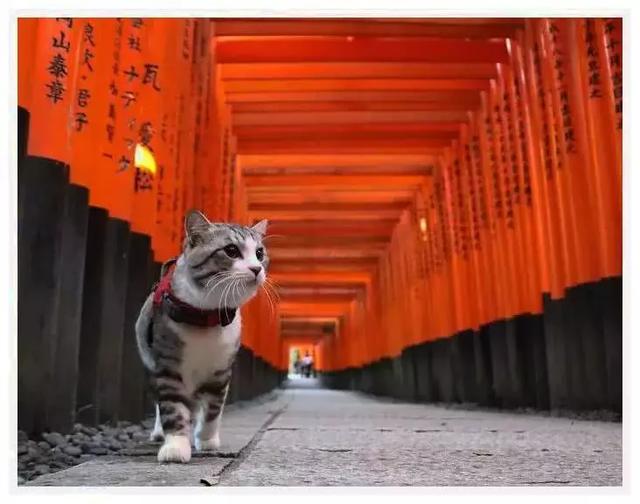 貓咪長著一張包子臉，愛好游泳旅遊，日常瀟灑程度讓上班族汗顏！