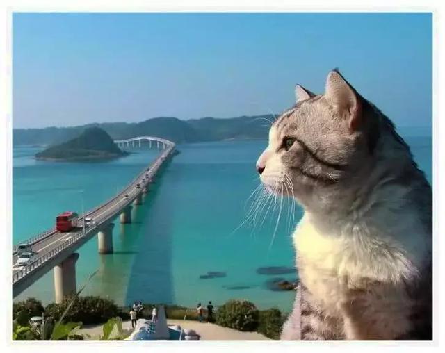 貓咪長著一張包子臉，愛好游泳旅遊，日常瀟灑程度讓上班族汗顏！
