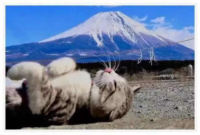 貓咪長著一張包子臉，愛好游泳旅遊，日常瀟灑程度讓上班族汗顏！