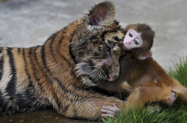 27張「每一個表情動作都軟化人心」的動物萌照