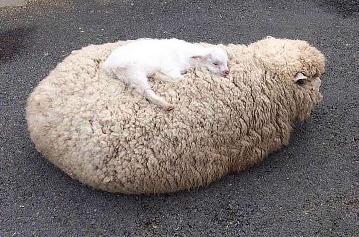 27張「每一個表情動作都軟化人心」的動物萌照
