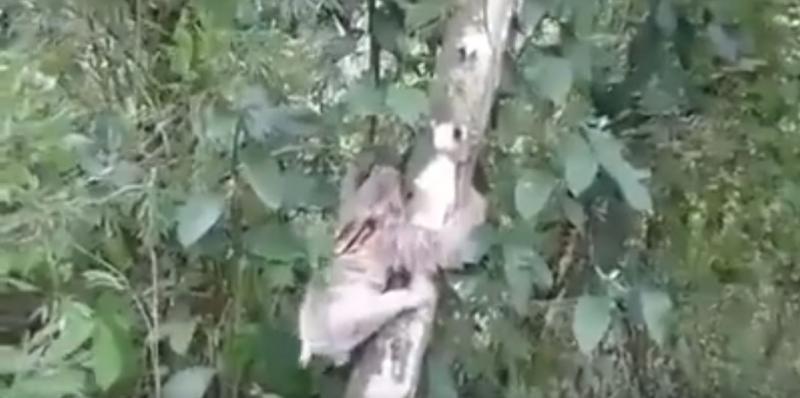 樹懶兄難得出門上班，卻一不小心「造成交通大阻塞」！於是路人決定...笑翻眾人！ 