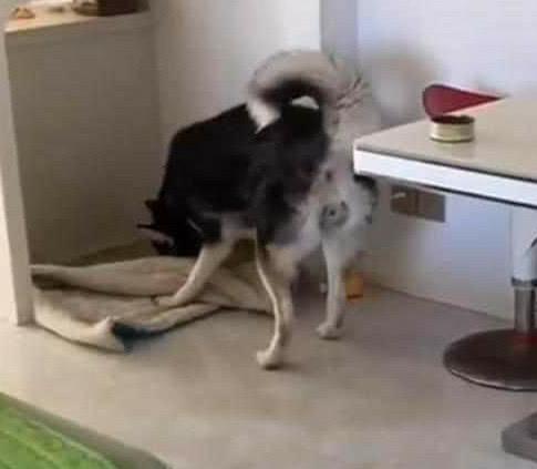 主人騙哈士奇說家裡破產了 二哈從狗窩裡掏出自己的私房錢給主人