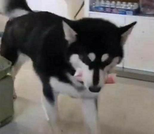 主人騙哈士奇說家裡破產了 二哈從狗窩裡掏出自己的私房錢給主人