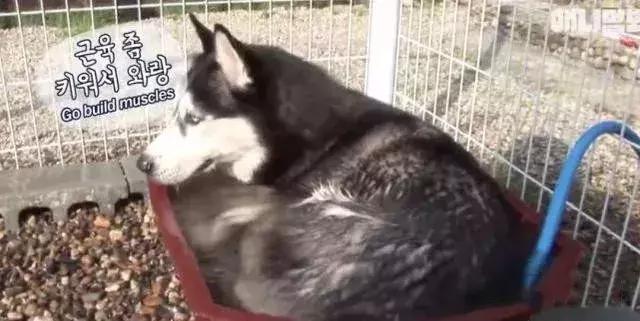純正哈士奇生出哈士基，小短腿相親之路難題，遭眾母狗嫌棄